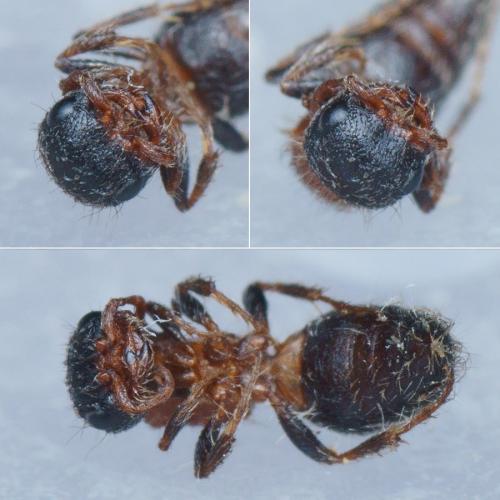 Réf. 323 098 : Myrmilla triareolata